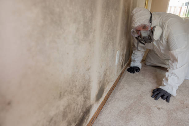 Why You Should Choose Our Mold Remediation Services in Rock Valley, IA